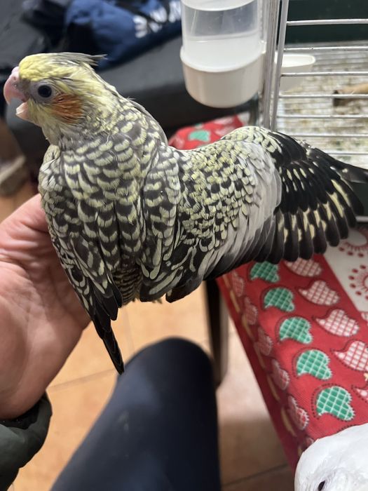 Caturras para acabar de criar a mao