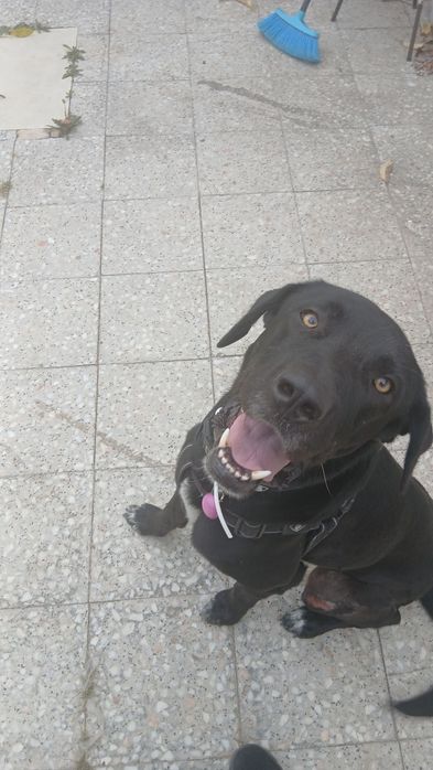 PET Sitting  e passeios