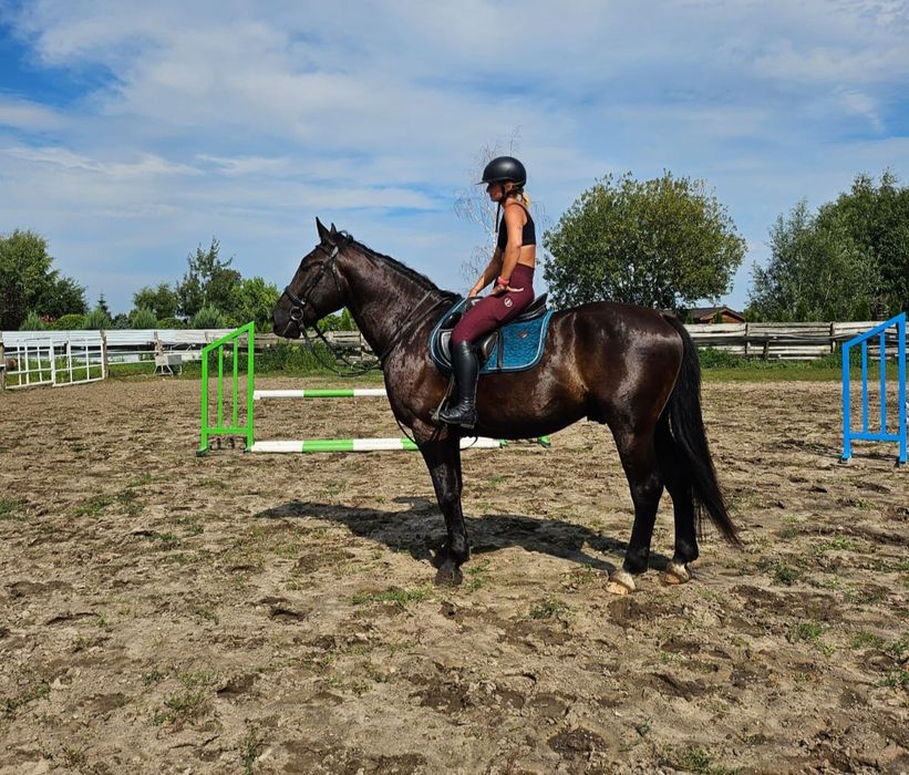 Piękny wałach śląski, 5 lat