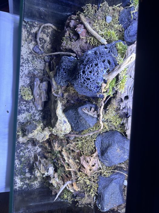 Paludarium z wodospadem i mieszkańcami