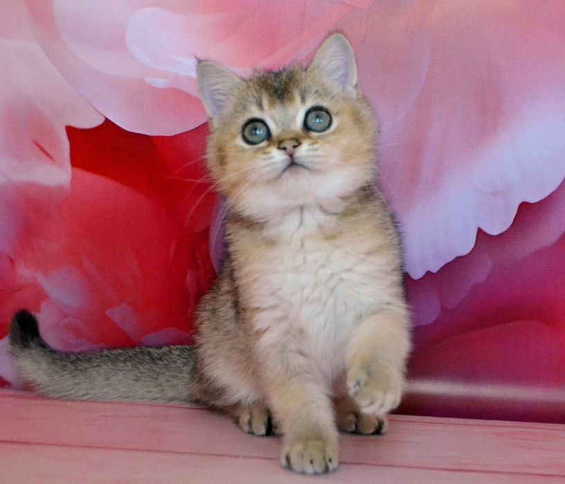 Котята шиншиллы золотистые