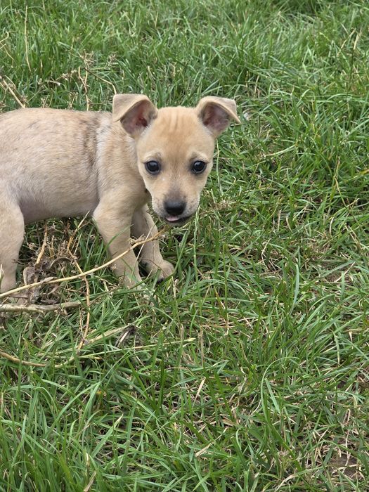 Trixi 2 miesięczna suczka do adopcji