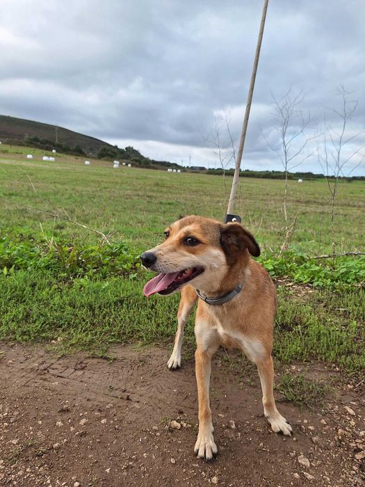 Ivy - cadela média pequeno para adoção