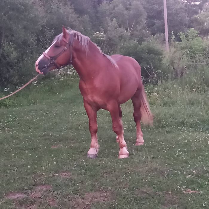 Молодий кінь на паровку