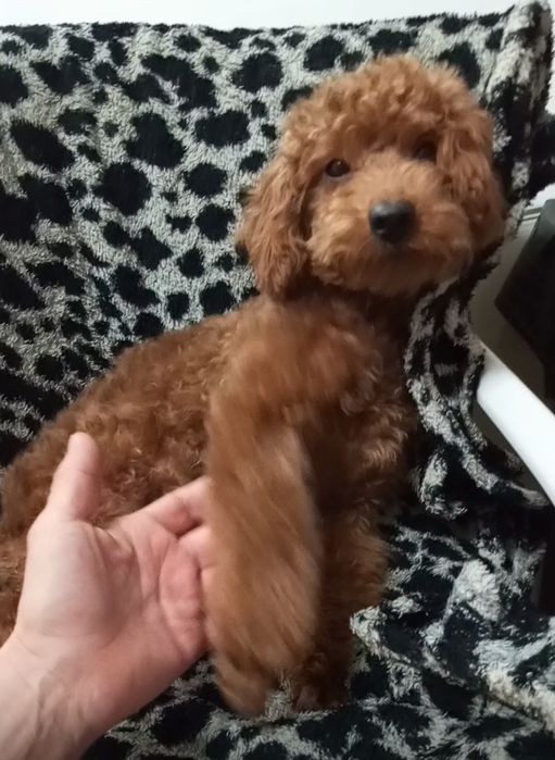 Добра,лагідна,спокійна та розумаха.