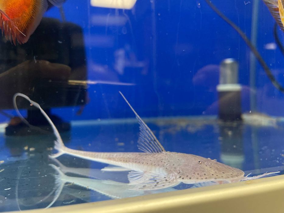 Planiloricaria cryptodon WF/F0