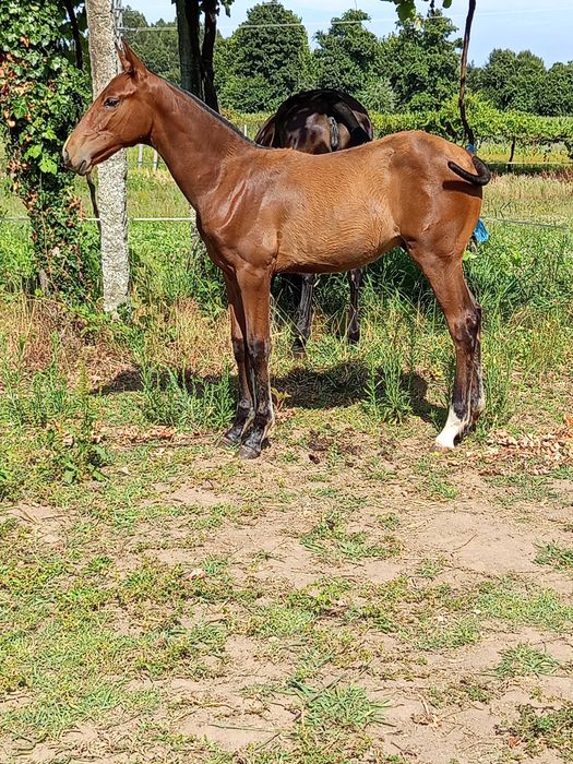 Poldro Lusitano