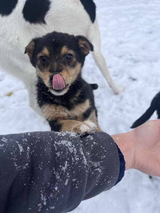 ПЕСИКИ в пошуку чудових господарів (м. Надвірна)