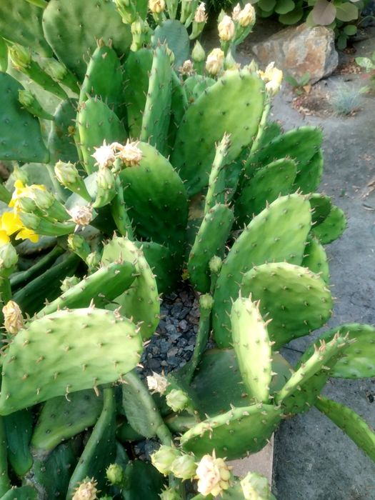 Опунция уличная садовая желтая