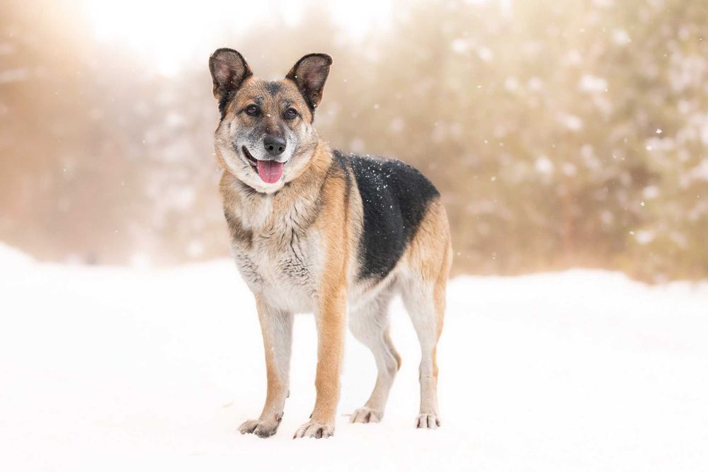LERDA - owczarkowa, łagodna i ułożona dama