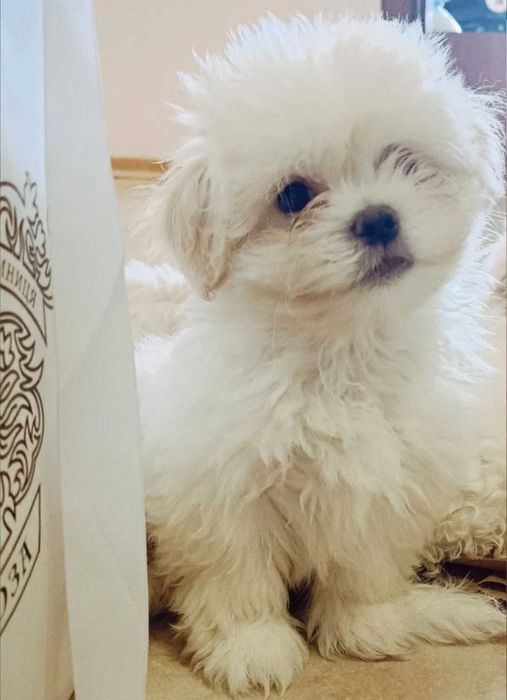 Bichon Maltês Macho