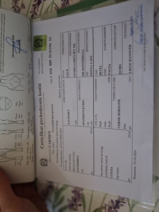 Klacz dwuletnia polski koń sportowy