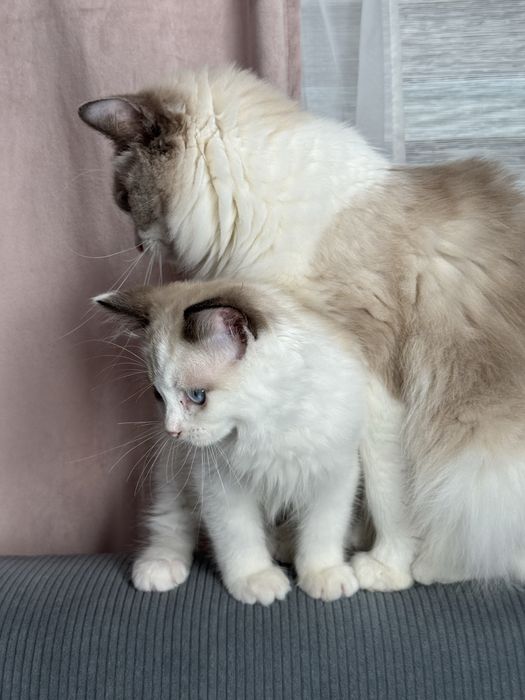 Kotka Ragdoll seal bicolour n03 FPL