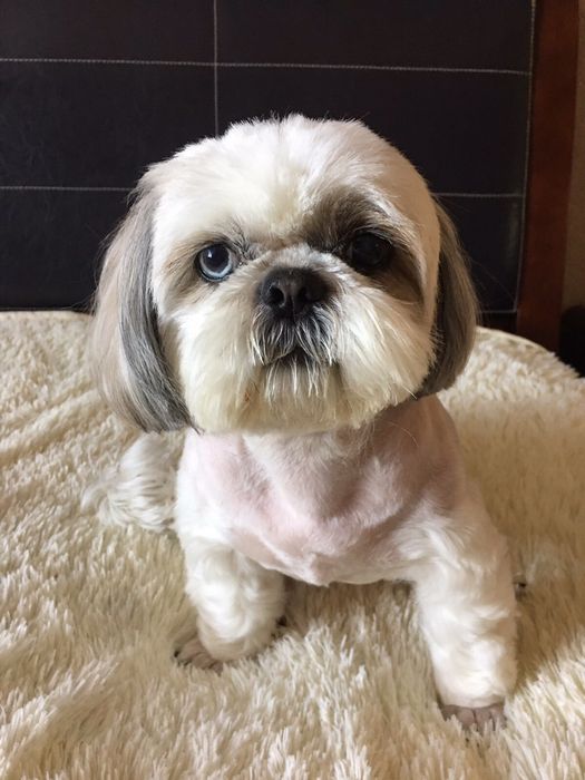 Грумер, стрижка собак та котів