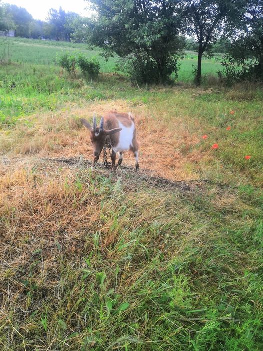 Козлик Тімєнтій Якович. на племя