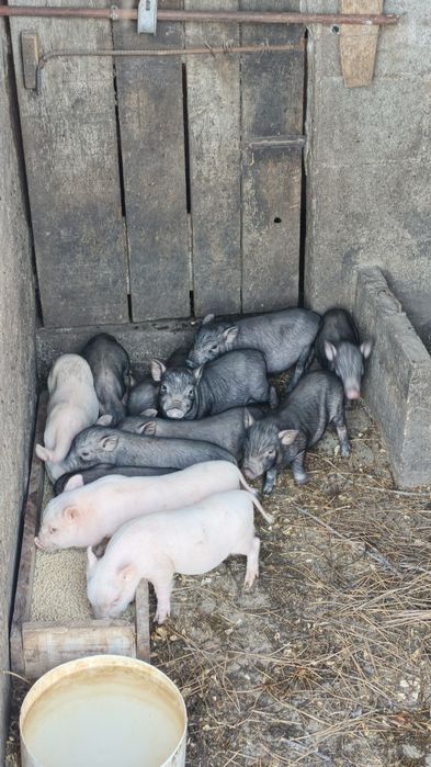 Porcos anões arraçados