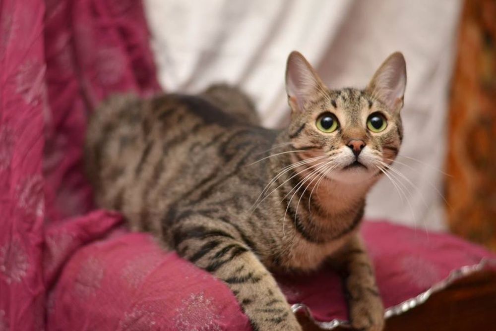 *ОТДАМ котика, полосатый, можно к собачке или 2 котиком