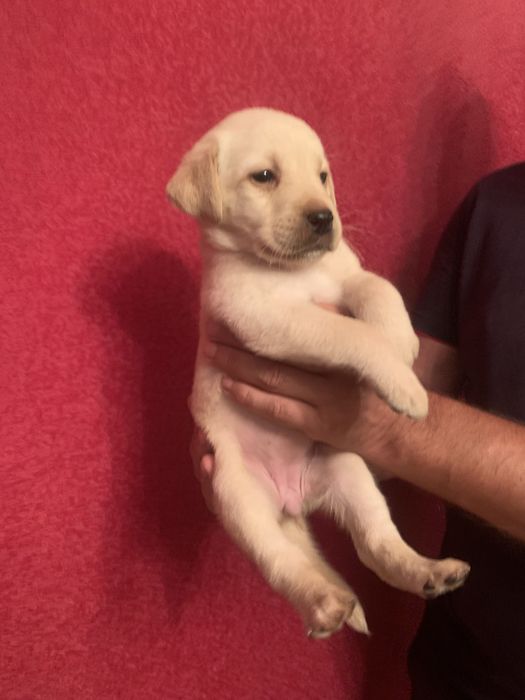 Продам цуценят Лабрадорів