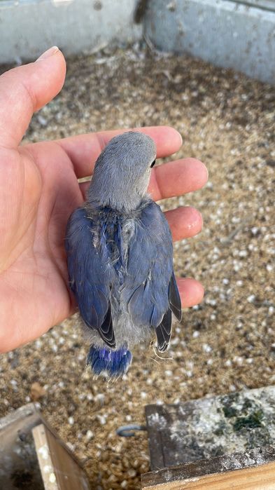 Agapornis roseicollis para criar a mão
