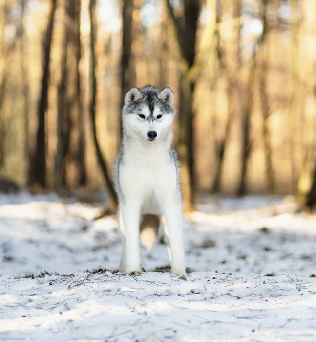 Śliczna suczka Siberian Husky / Hodowla ZKwP & FCI od 1994 r.