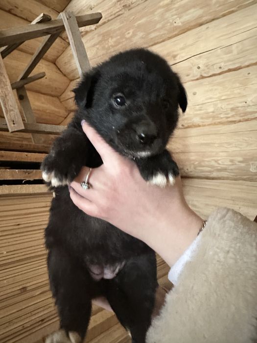 Цуценята в добрі руки