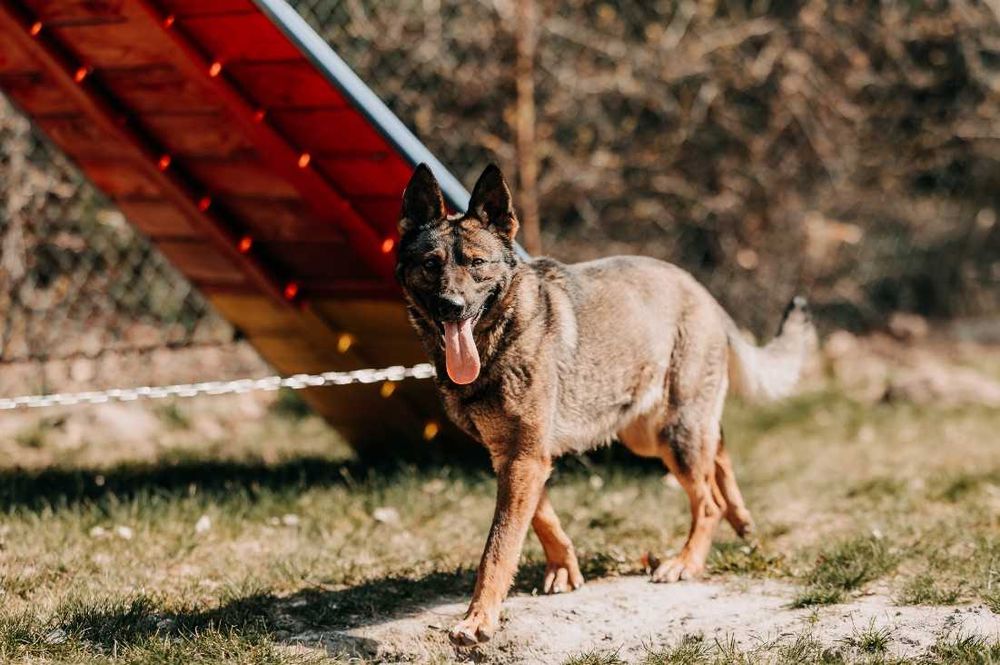 Piękna, wrażliwa Lara w typie owczarka belgijskiego szuka domu!!!