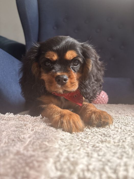 Cavalier King Charles Spaniel piesek.