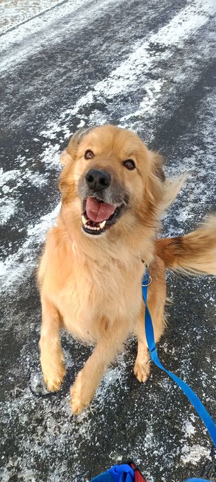 Cudowny pies szuka domu