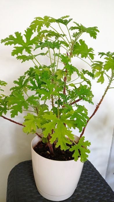 Klasyka, paproć geranium fikus