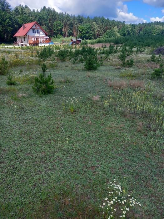 Działki siedliskowe w Borach Tucholskich