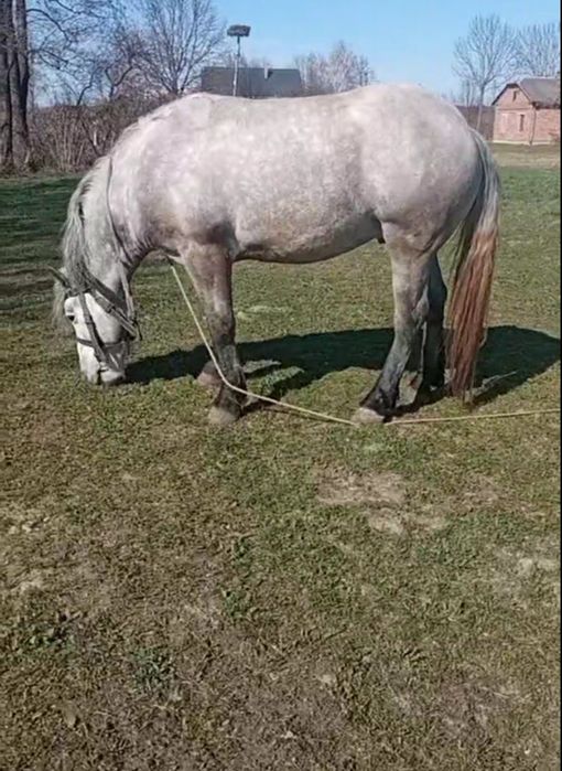 продам кінь жеребця вік 3,5 роки