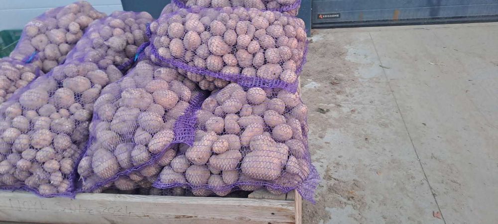 Ziemniaki - Marchew - Paszowe