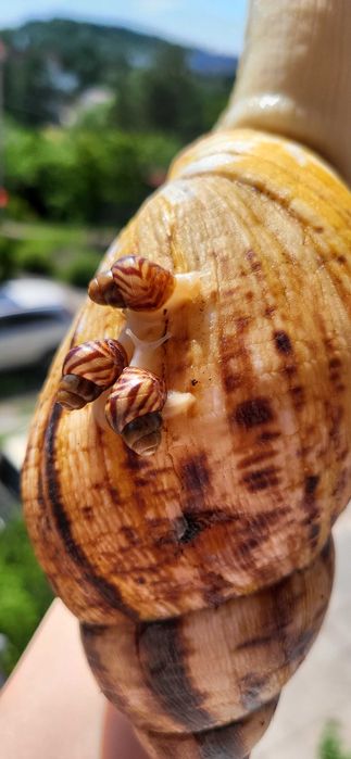 Ślimak Achatina reticulata