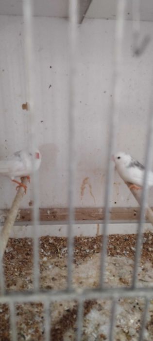 Zeberki para lęgowa