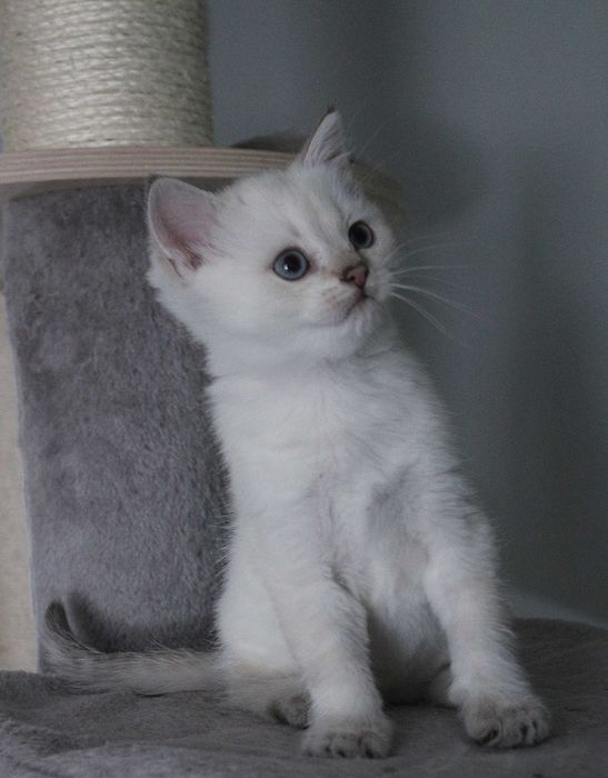 Kocurek brytyjski z rodowodem FPL