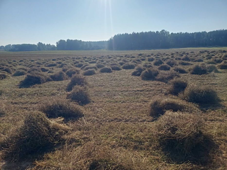 Seradela zbiór 2025