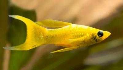 Molinezja czarna ,  tylko 7 zł