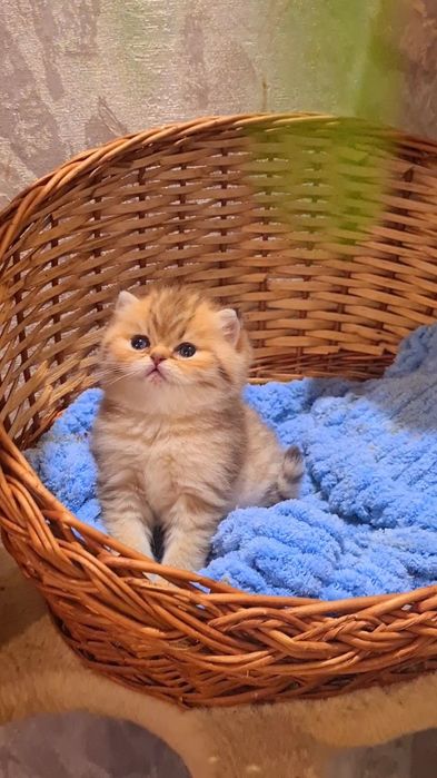 Шикарные малыши золотая шиншилла