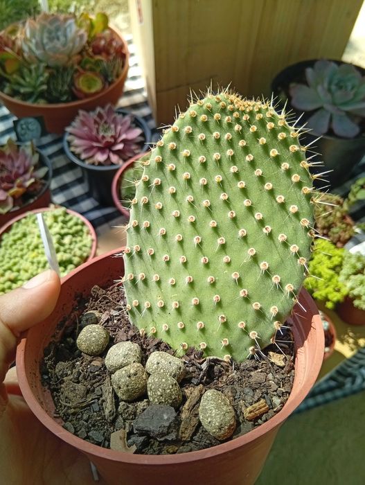 Cactos conjunto várias espécies