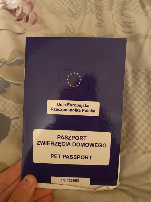 Кішка шотландська в добрі руки