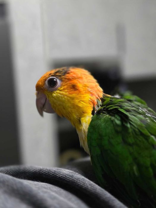 Marianinha cabeça Canela - Pionite Leucogaster - 2 Macho  Criados a mão - Anilhas e com Documentos