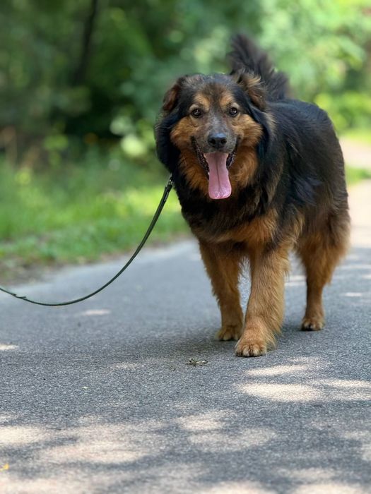 Wrócił z adopcji już dwa razy. Czy Gibson ma szanse na dom?
