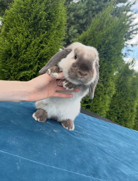 Karzełek Baranek Syjamski - Mini Lop - Rodowód Królik Króliki Karzełki