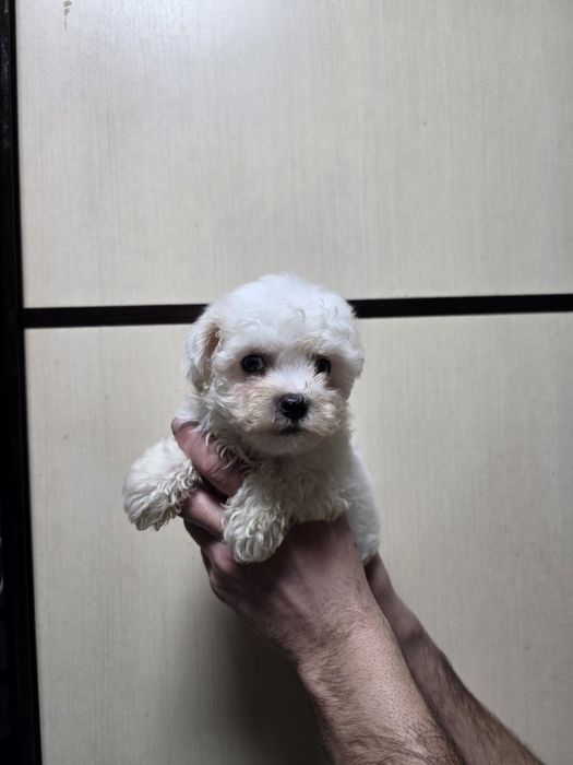 Фризе Бишон щенки