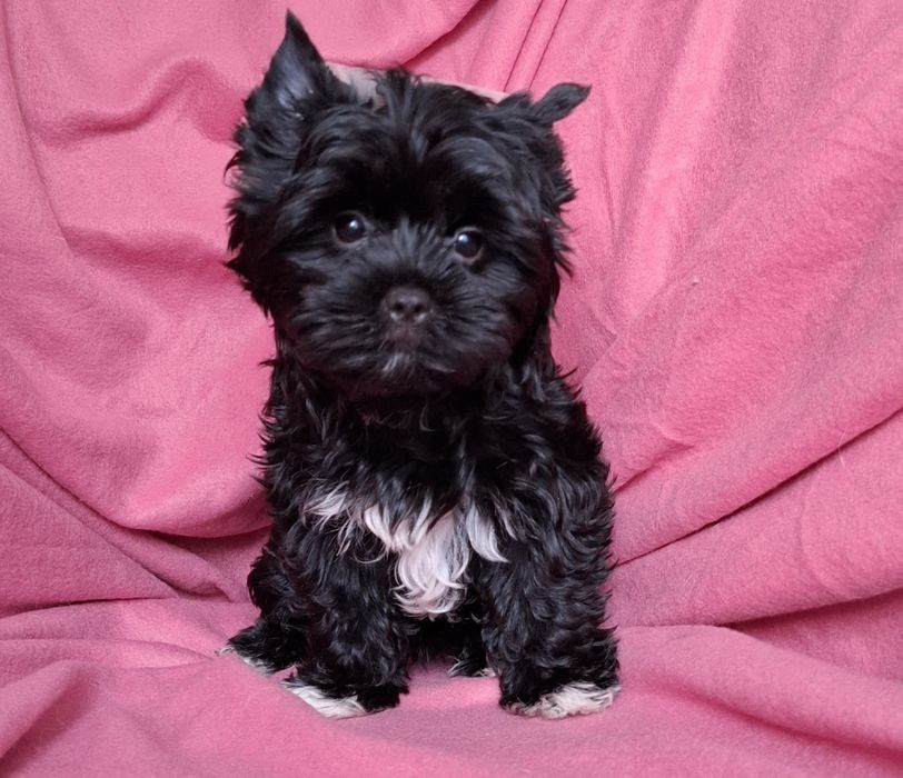 Śliczna suczka Yorkshire Terrier Black