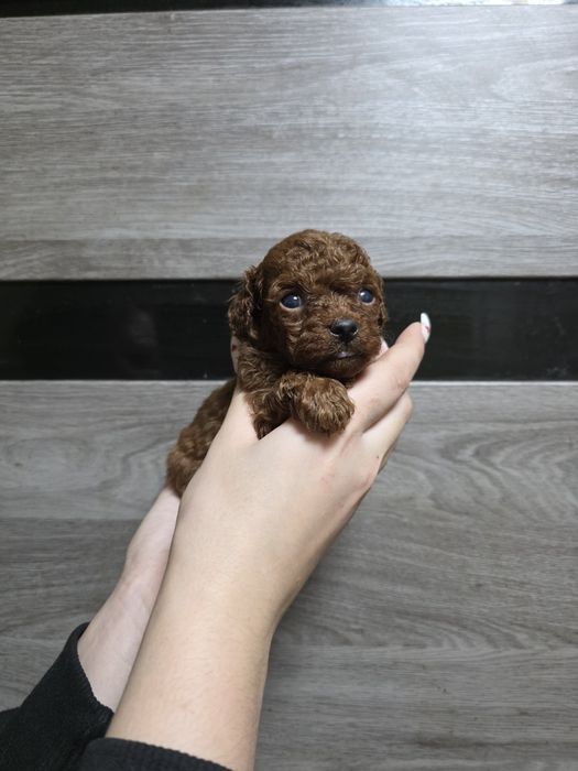 Пудель Ред Браун Тикап