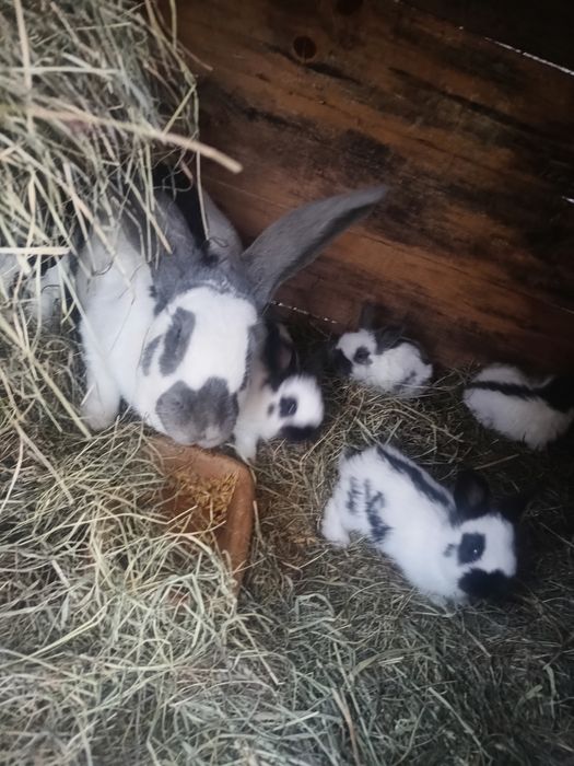 Samica srokacz niebieska z młodymi