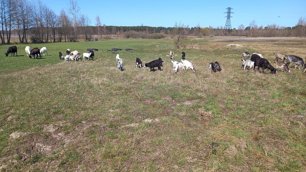 Продам кози, ціна договірна