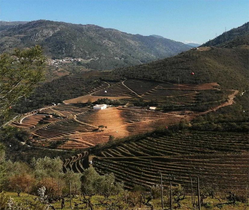 Adega e Quinta do Pae-Calvo - Alto-Douro