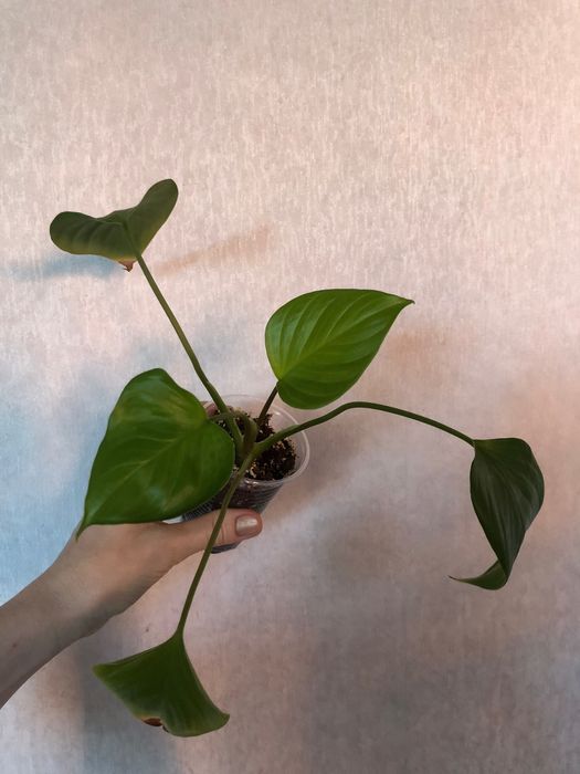 Хомаломена Лемон Лайм